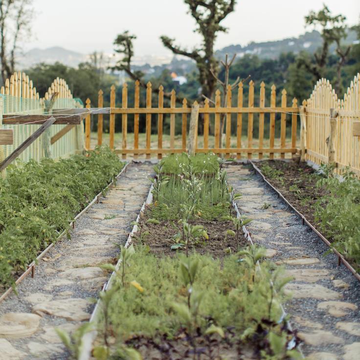 Raised Bed Garden Box Ideas (Soil & Plant Cultivation)