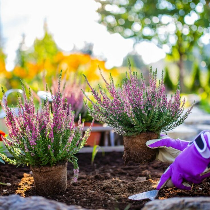 Maximizing Your October Garden: Essential Tips for Fall Gardening