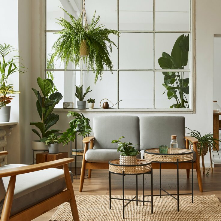 The Joy of Indoor Gardening: Houseplants That Brighten Rainy Days
