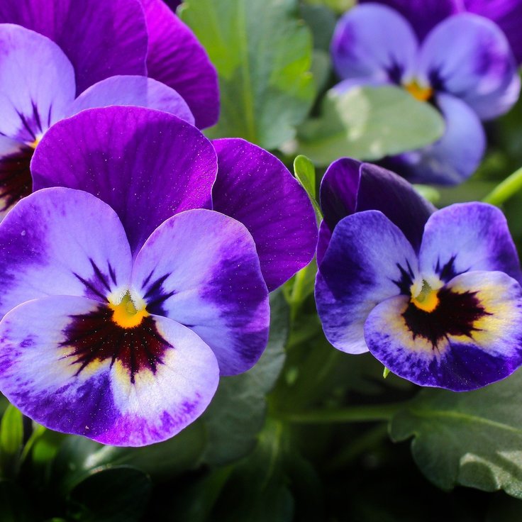 7 Spring Flowers Perfect for Container Gardening