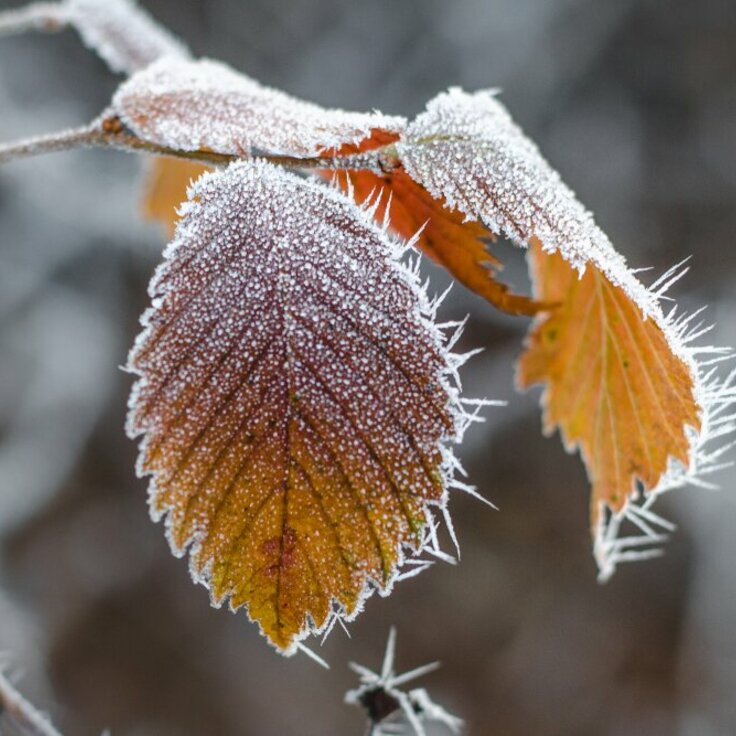 Preparing Your Garden for Winter: November Gardening Tips (Monthly Gardening Tips)