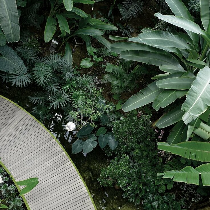 How Calming Plant-Based Design Keeps Customers Coming Back in Home & Garden Spaces (Plants, Trees, & Flowers)