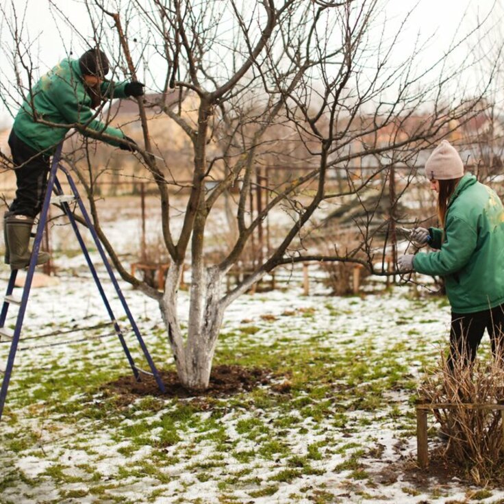 Embracing the Winter Garden: January's Horticultural Symphony (Monthly Gardening Tips)