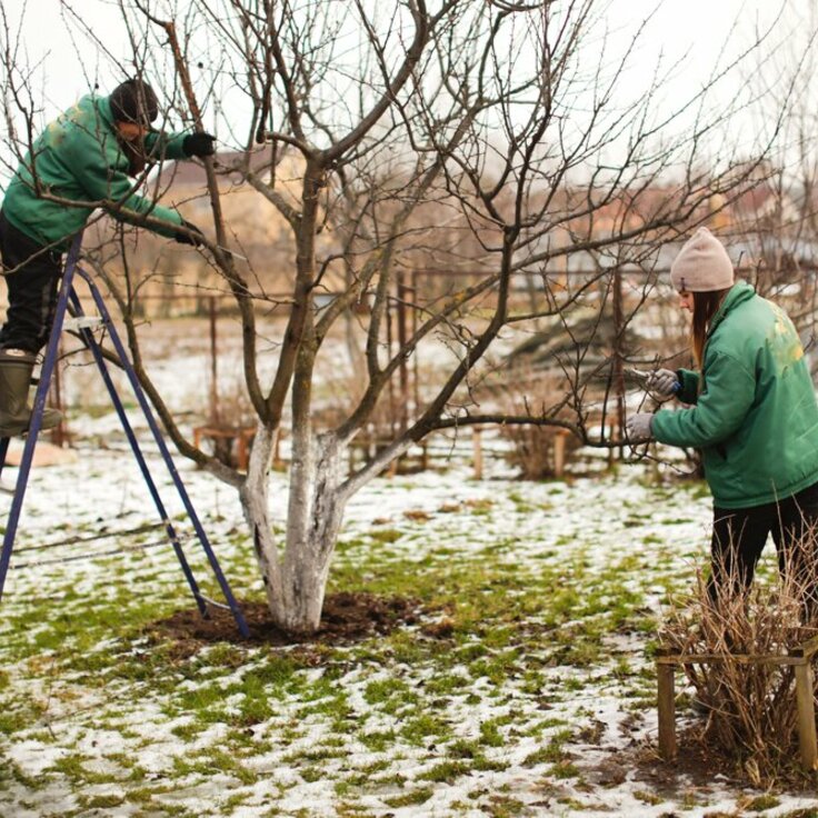 December Gardening Tips: Nurturing Winter Gardens (Monthly Gardening Tips)