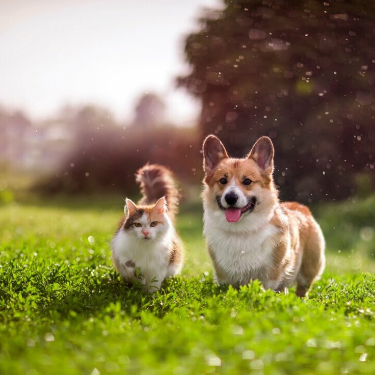 Tips for Keeping Your Pets Cool and Safe During Summer