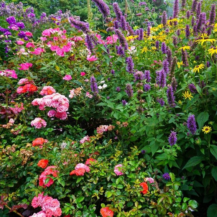 Blossoming Hues: A Palette of Nature in Your Garden