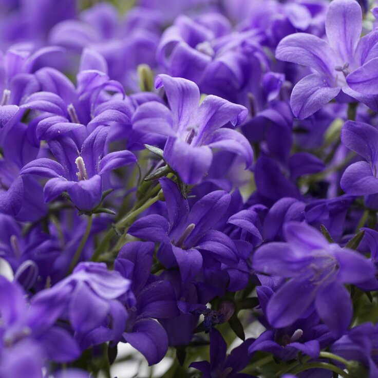 Top 10 Native Irish Plants to Grow at Home ()