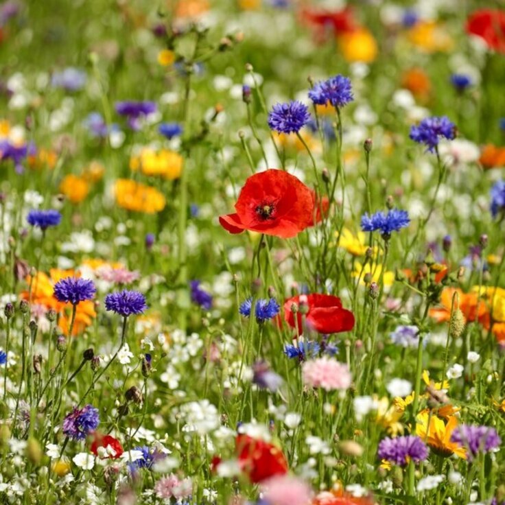 Cultivating Nature's Palette: A Comprehensive Guide to Wildflower Gardening (Plants, Trees, & Flowers)