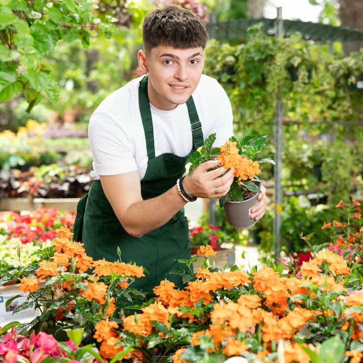 Top Five Best Flowers to Attract Pollinators to Your Garden (Plants, Trees, & Flowers)